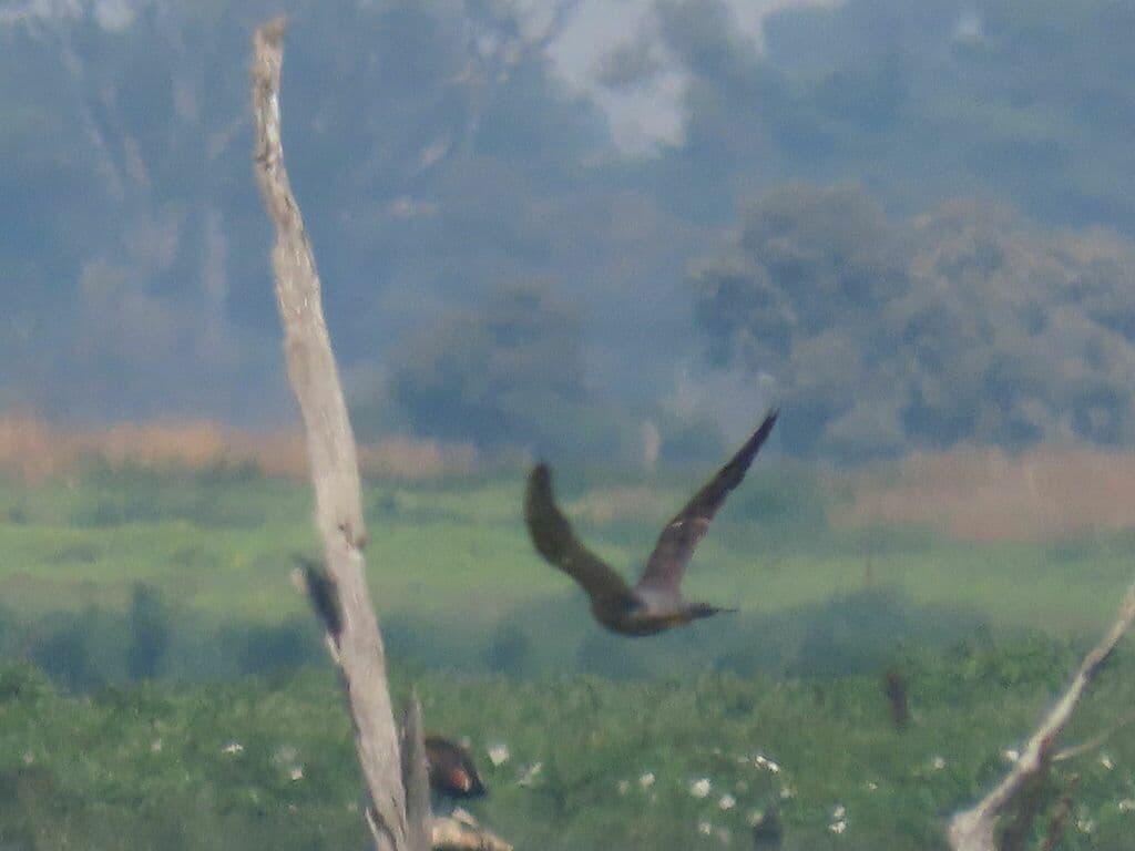 Peregrine Falcon