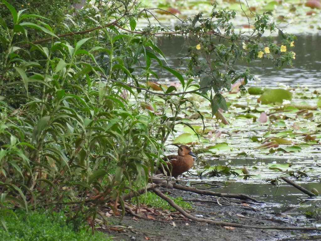 Wandering Whistling Duck