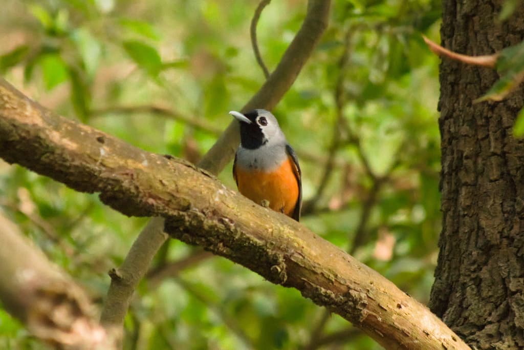 Black-faced Monarch