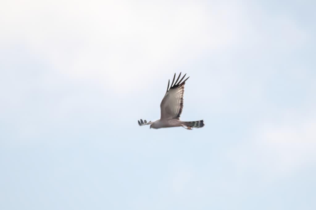 Spotted Harrier