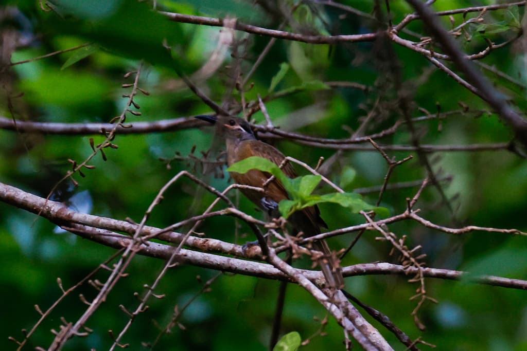 Tawny-breasted Honeyeater