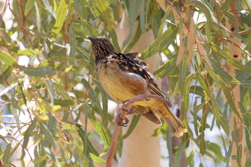 Western Bowerbird