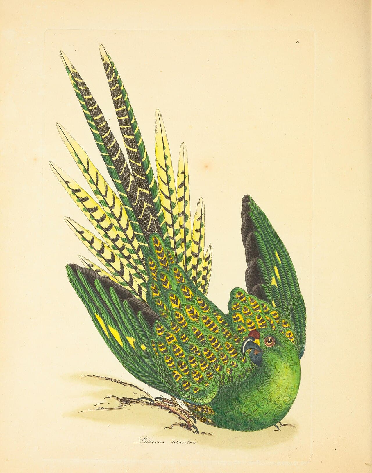 Ground Parrot