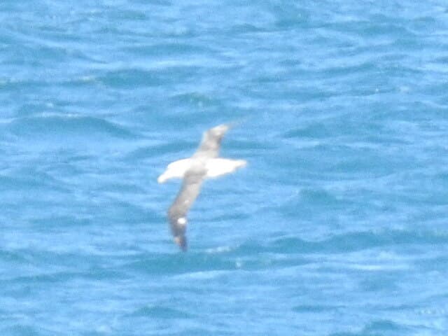 Shy Albatross