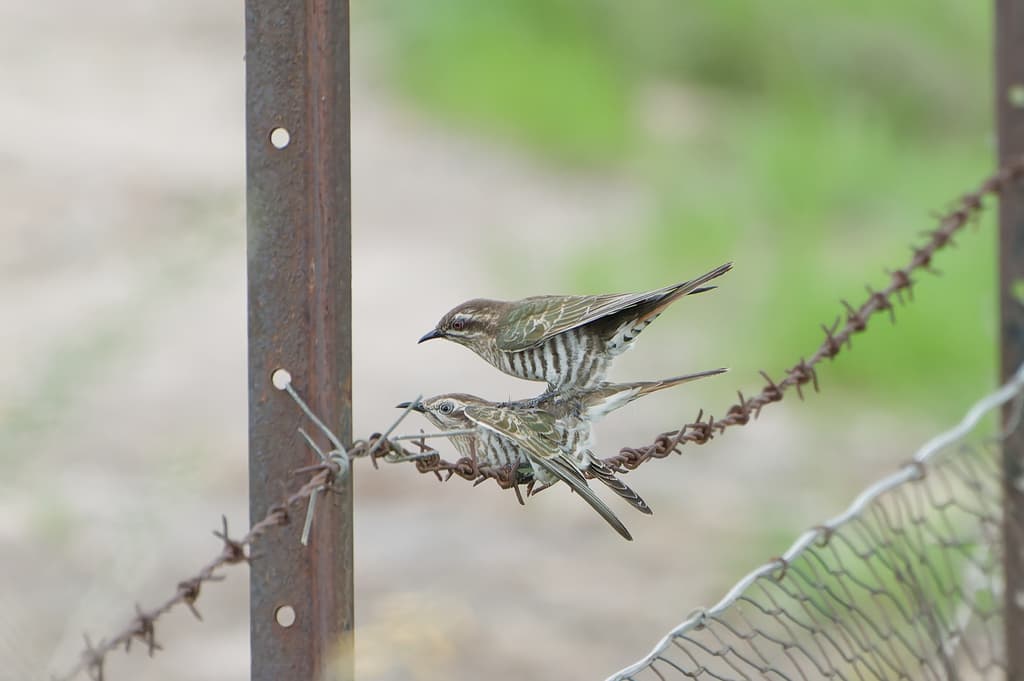 Horsfield's Bronze Cuckoo