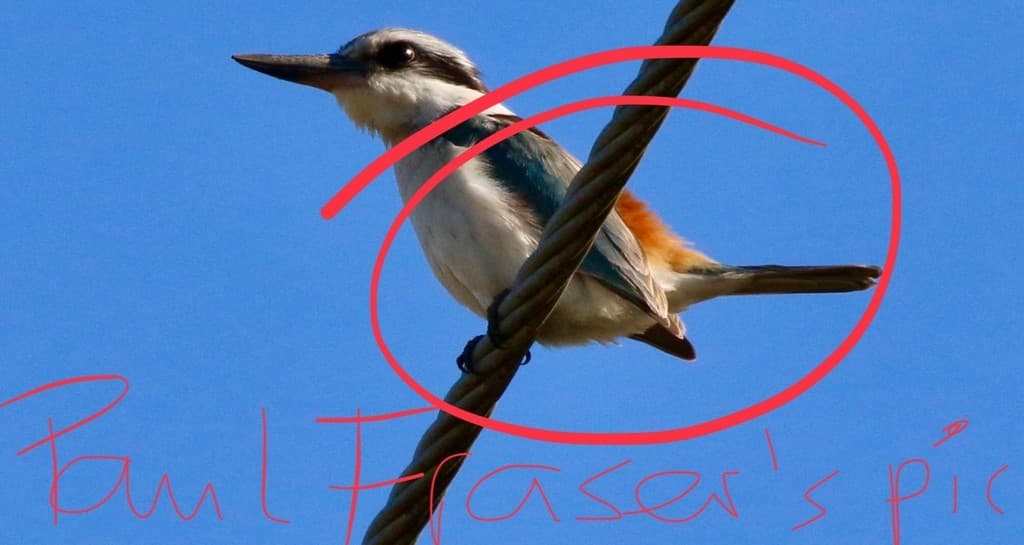 Red-backed Kingfisher