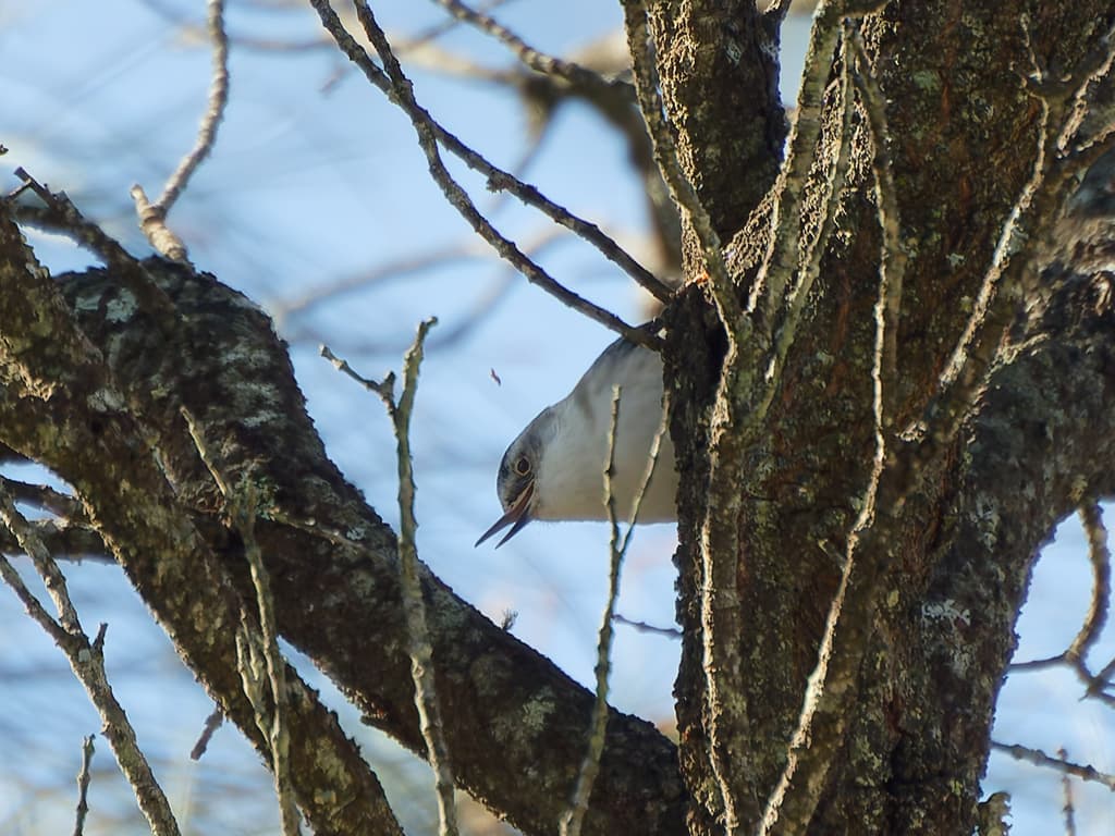 Varied Sittella