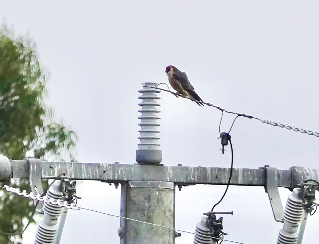 Australian Hobby