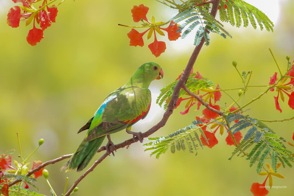 Red-winged Parrot