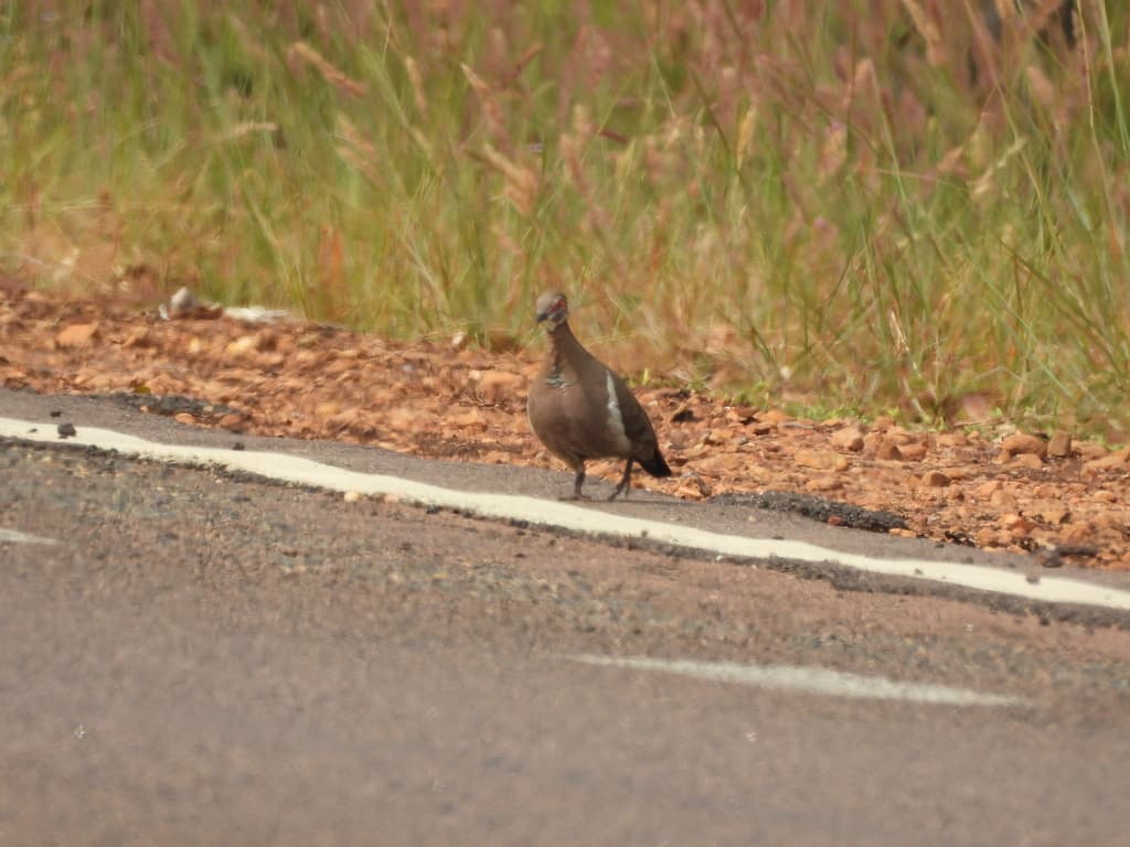 Partridge Pigeon
