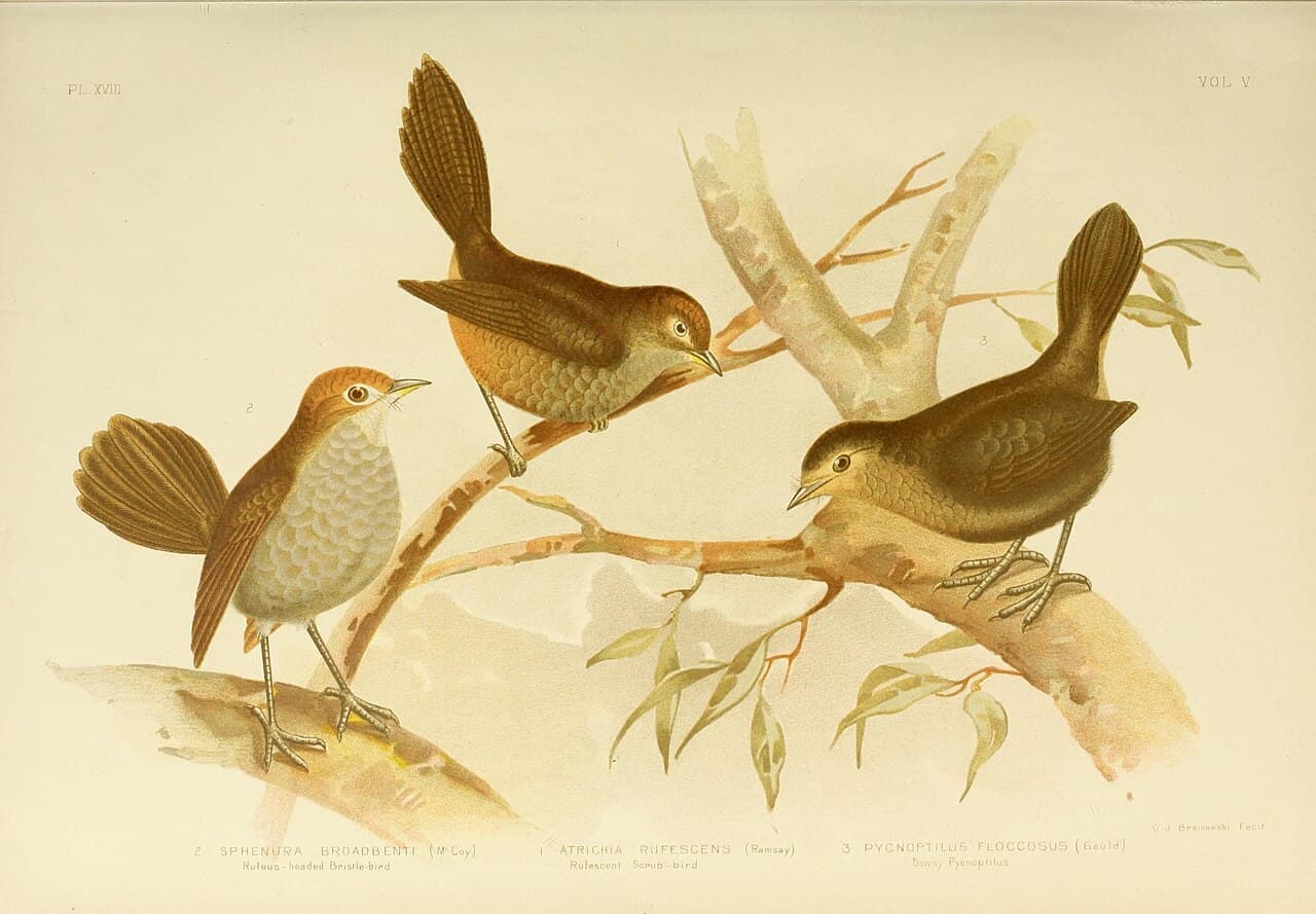 Pilotbird