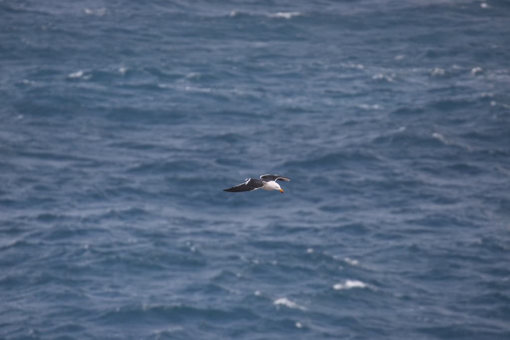 Pacific Gull