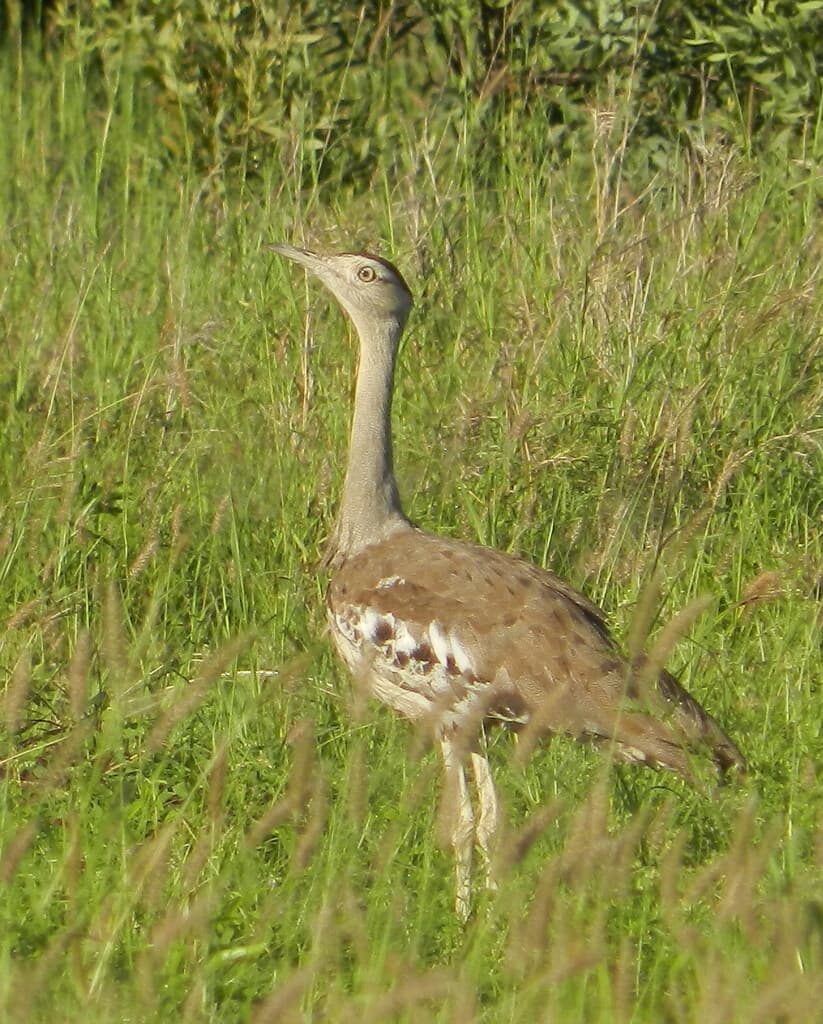 Australian Bustard