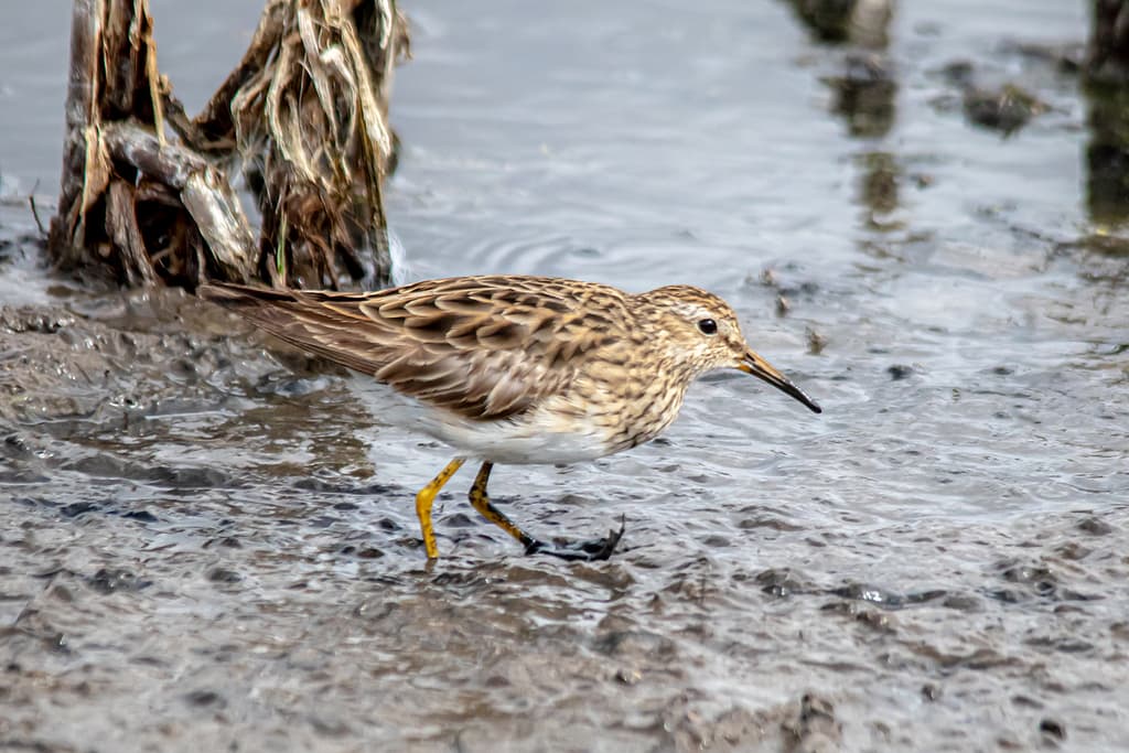Pectoral Sandpiper