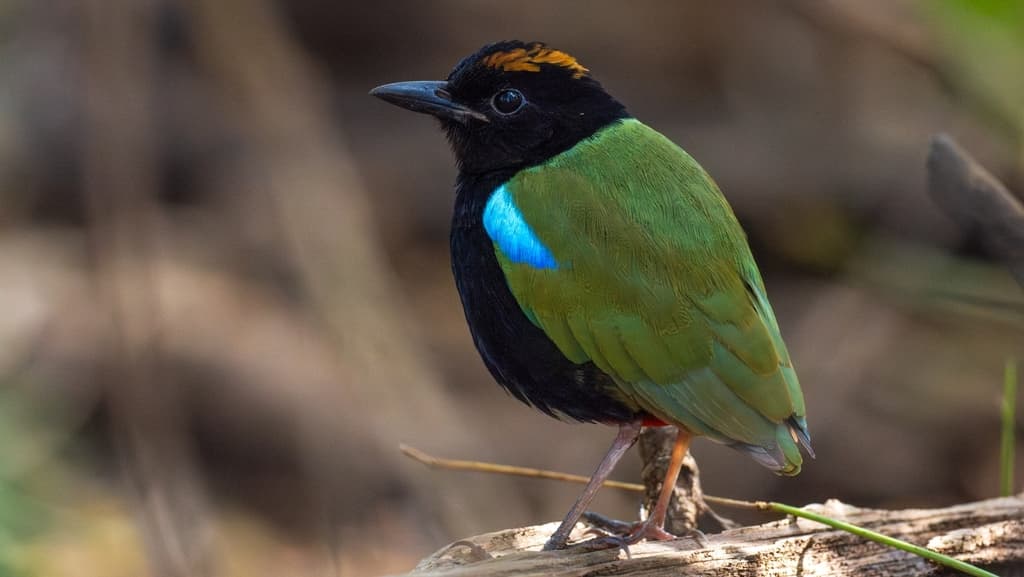 Rainbow Pitta