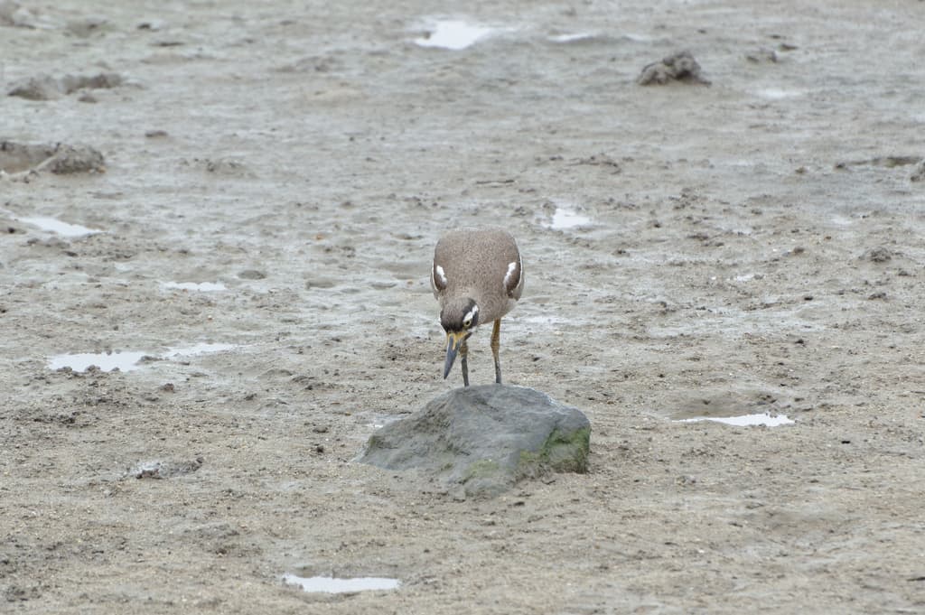 Beach Stone-curlew