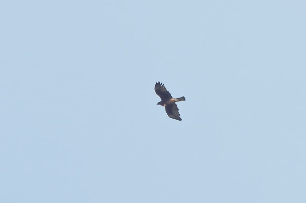 Little Eagle