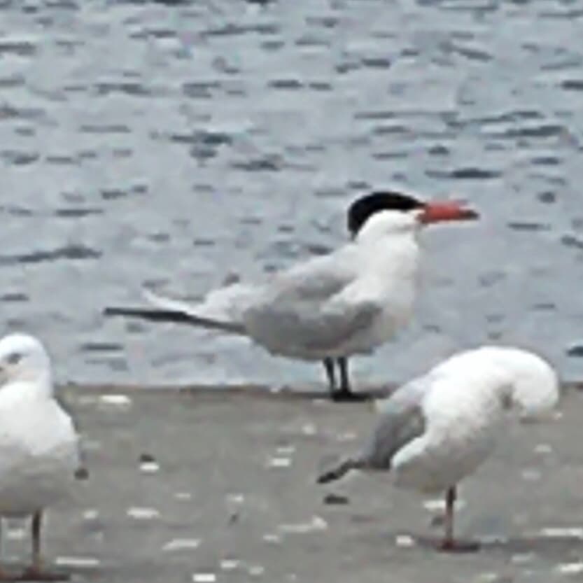 Caspian Tern