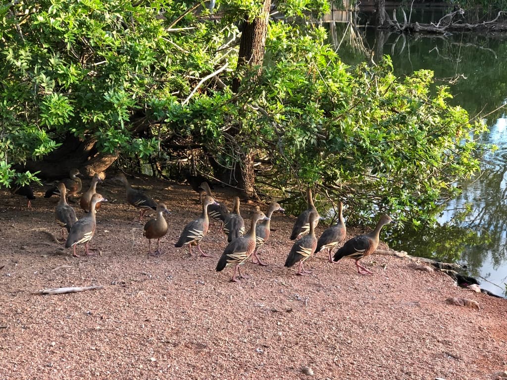 Plumed Whistling Duck