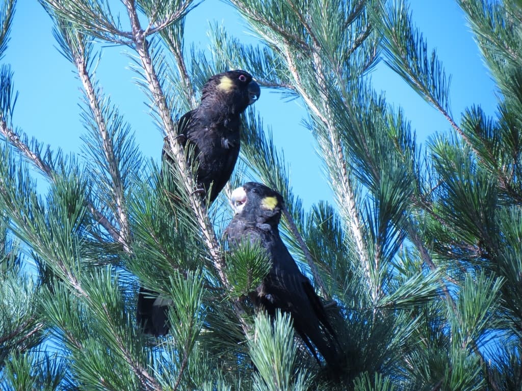 Yellow-tailed Black Cockatoo