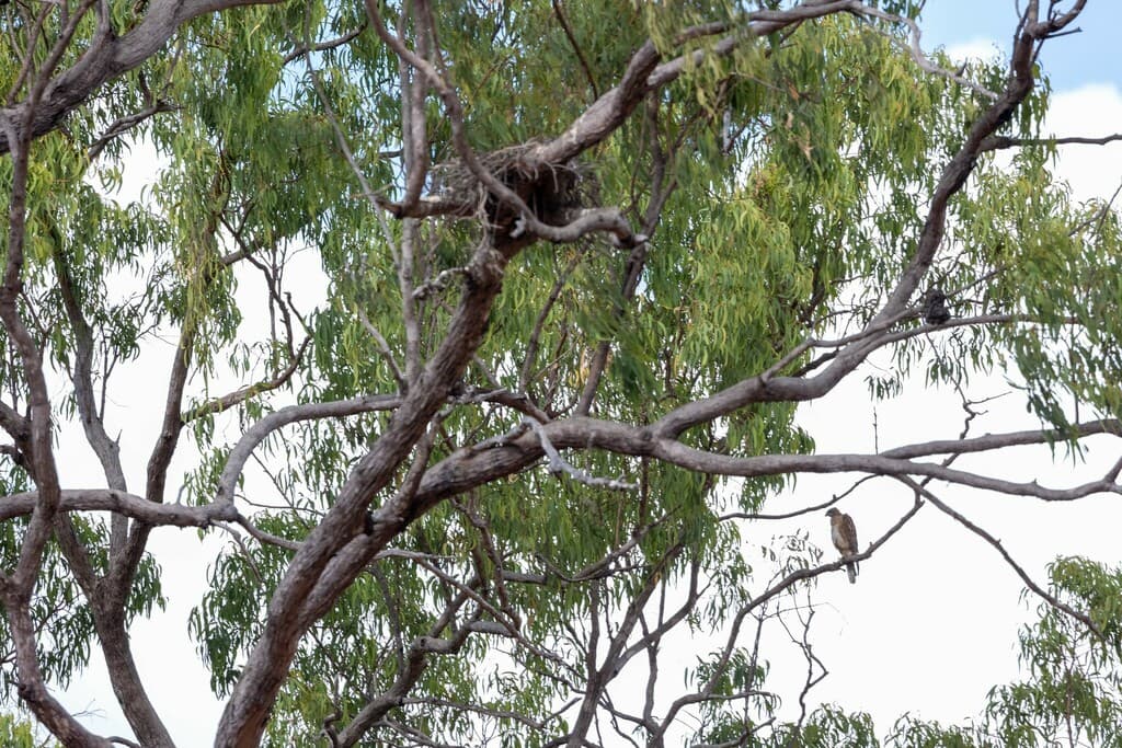 Red Goshawk