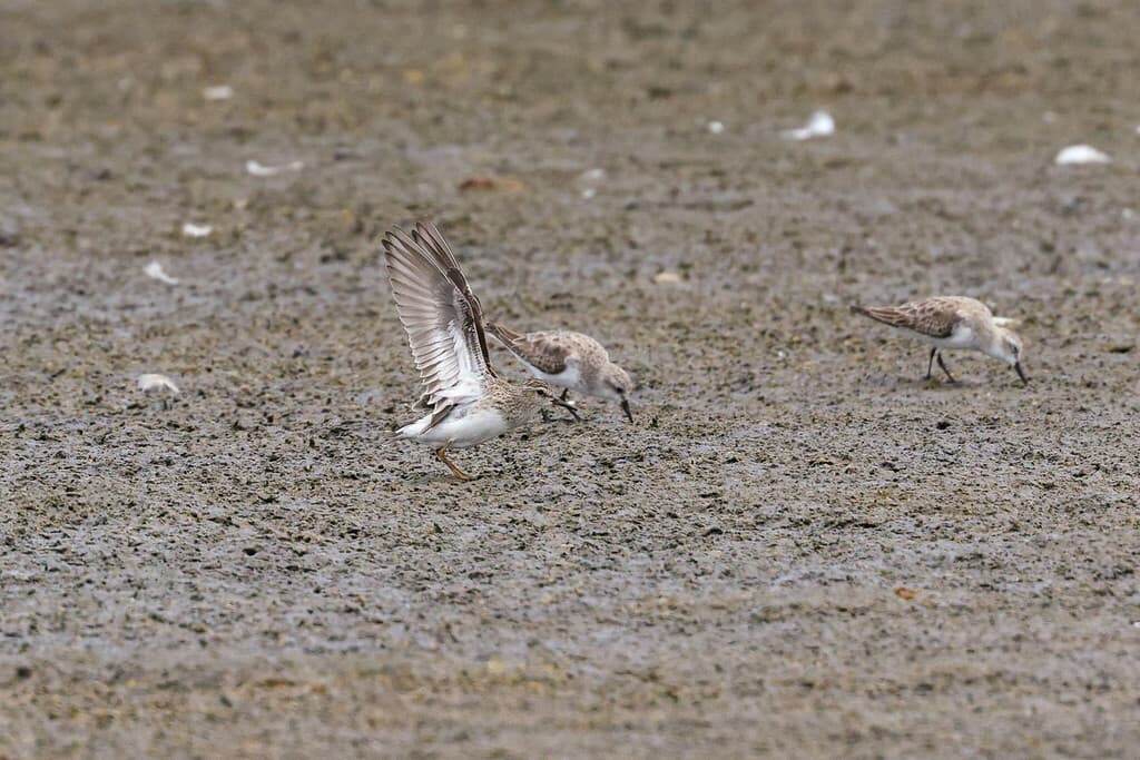 Long-toed Stint