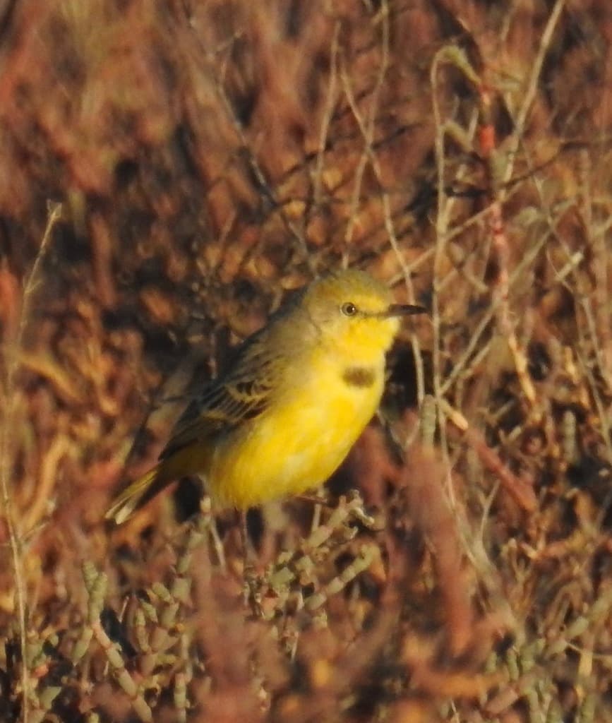 Yellow Chat