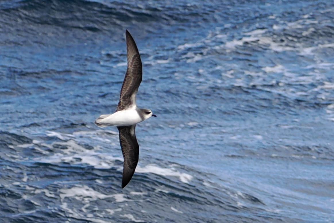 Soft-plumaged Petrel