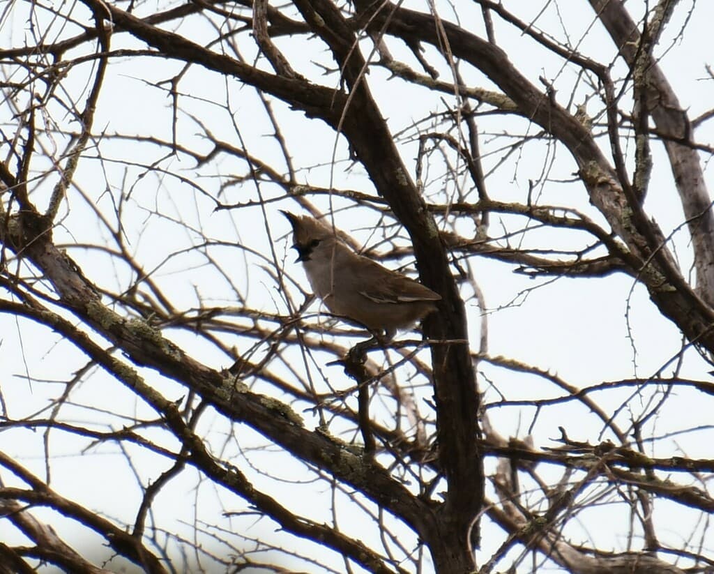 Chiming Wedgebill