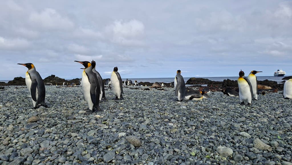 King Penguin