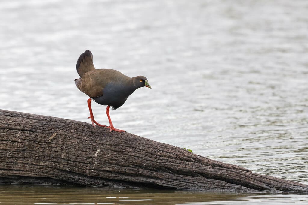 Black-tailed Nativehen