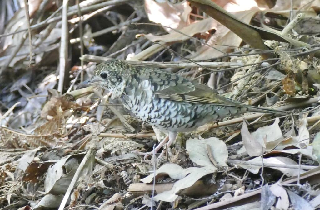 Bassian Thrush