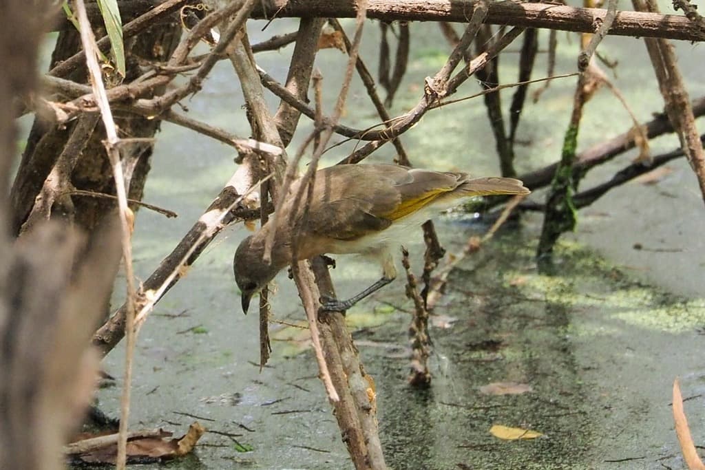 Rufous-banded Honeyeater