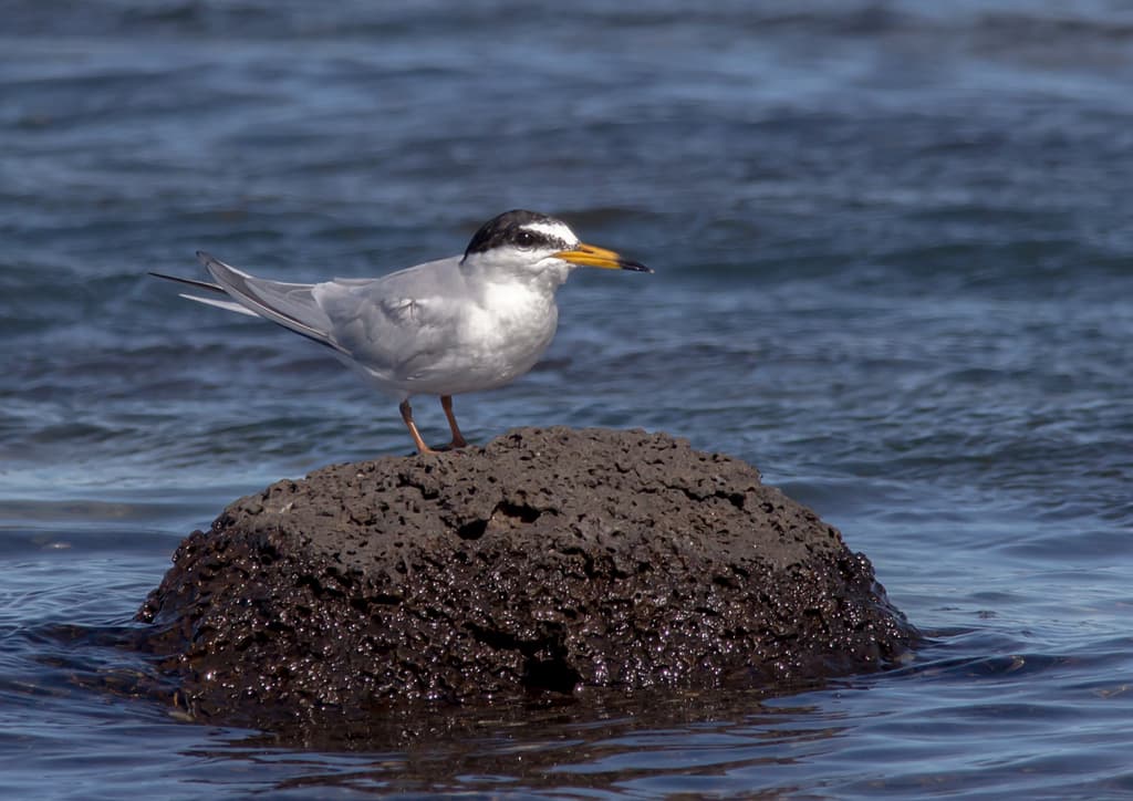 Little Tern
