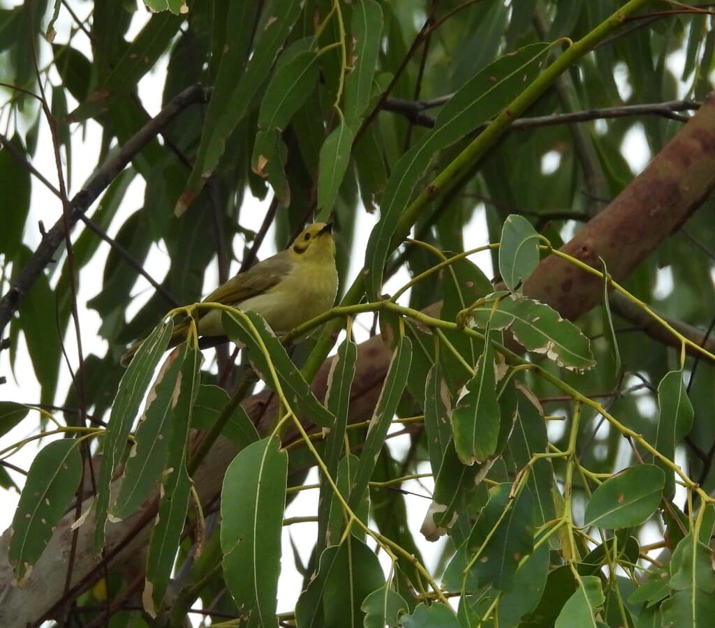 Yellow-tinted Honeyeater