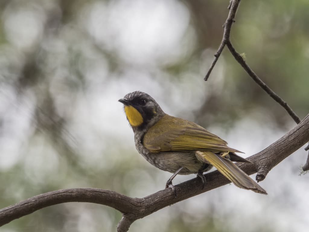 Yellow-throated Honeyeater