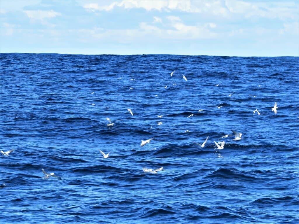 Grey Noddy