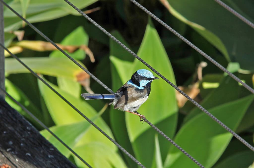 Superb Fairywren
