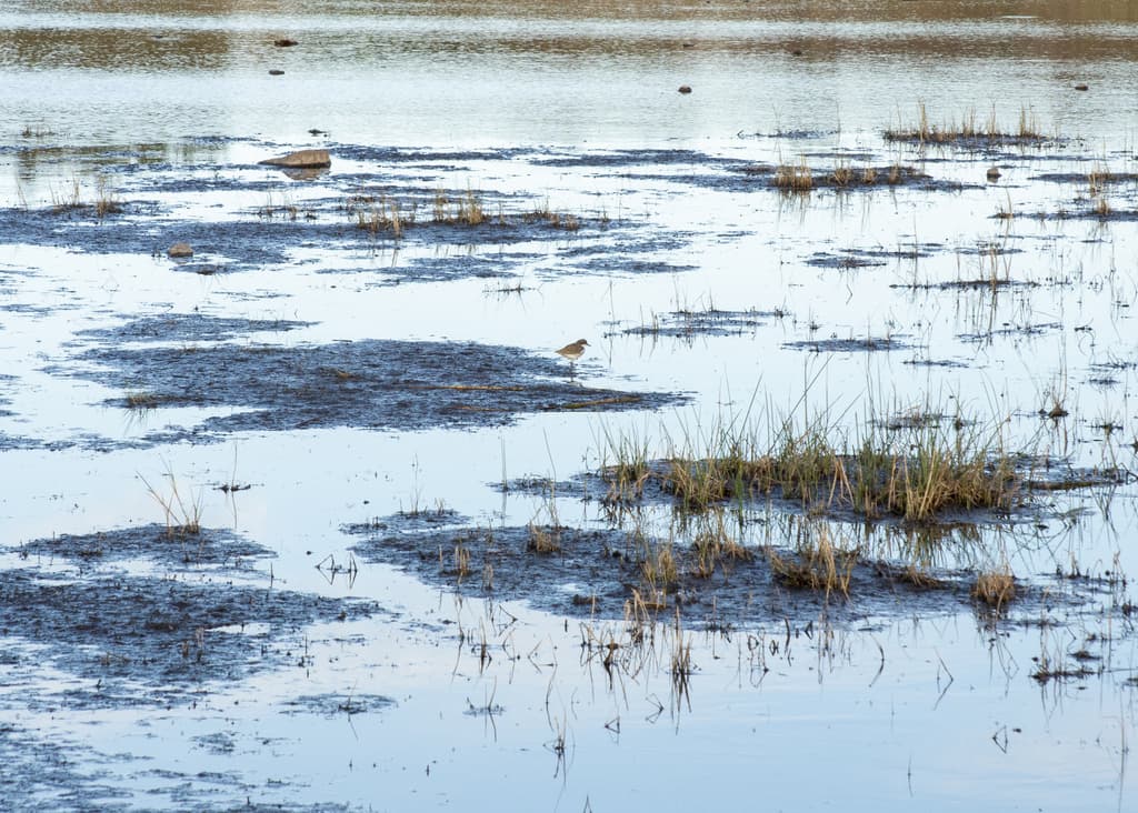 Red-kneed Dotterel