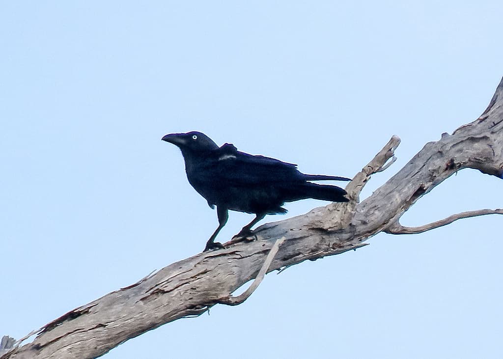 Forest Raven