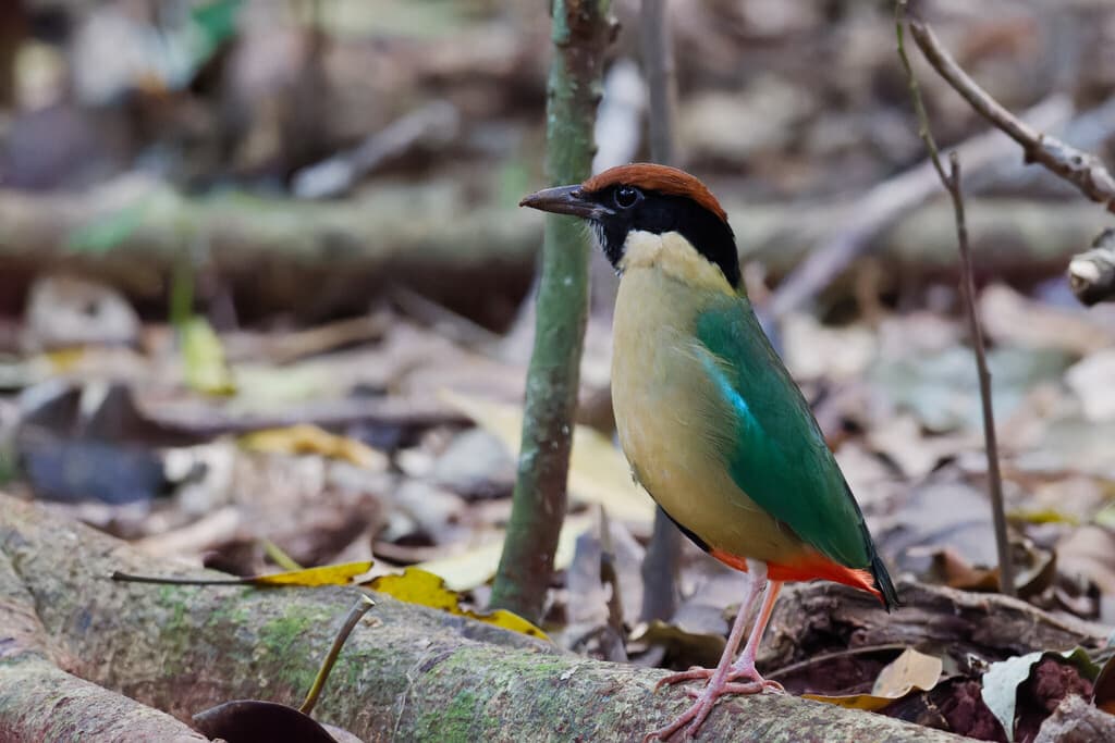 Noisy Pitta