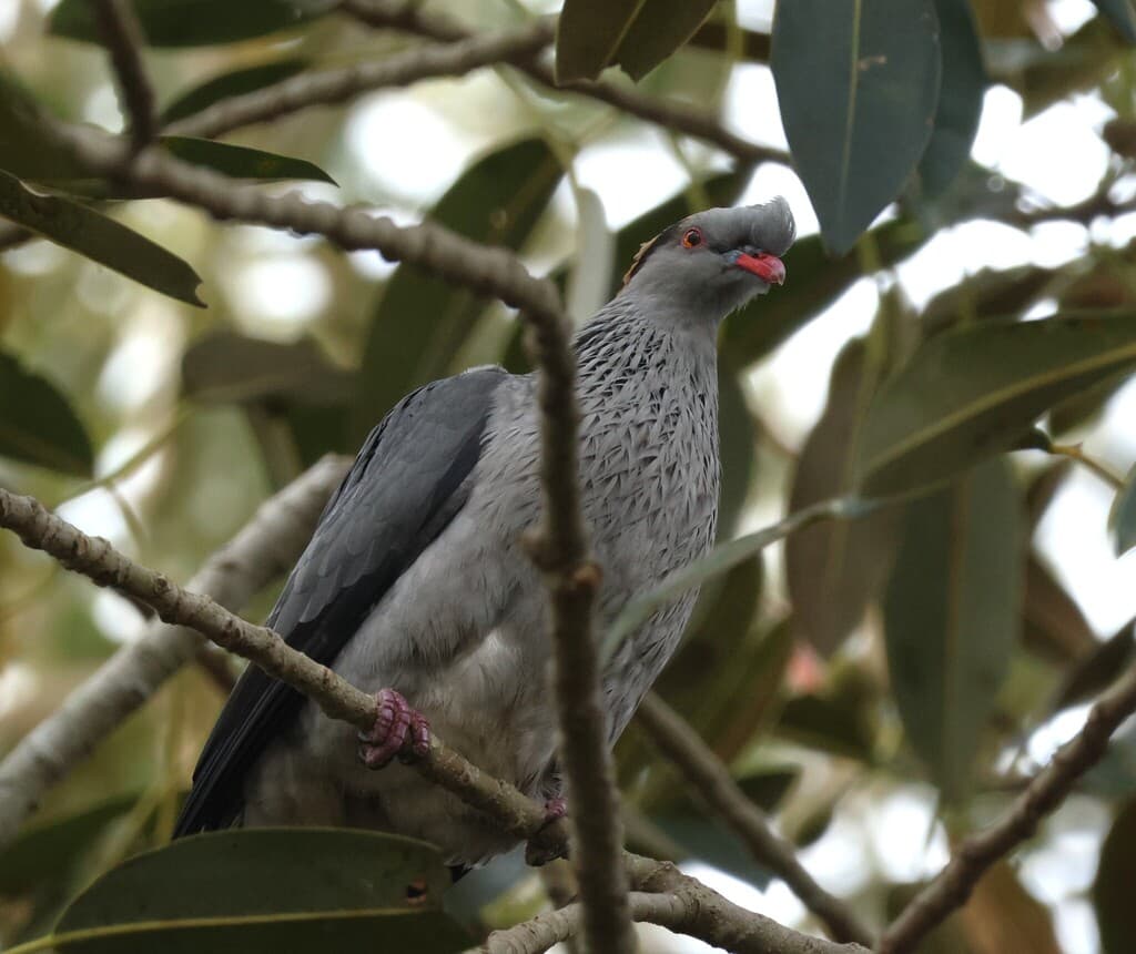 Topknot Pigeon