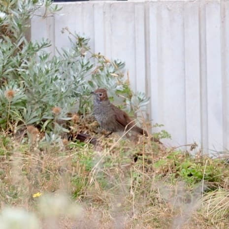 Rufous Bristlebird