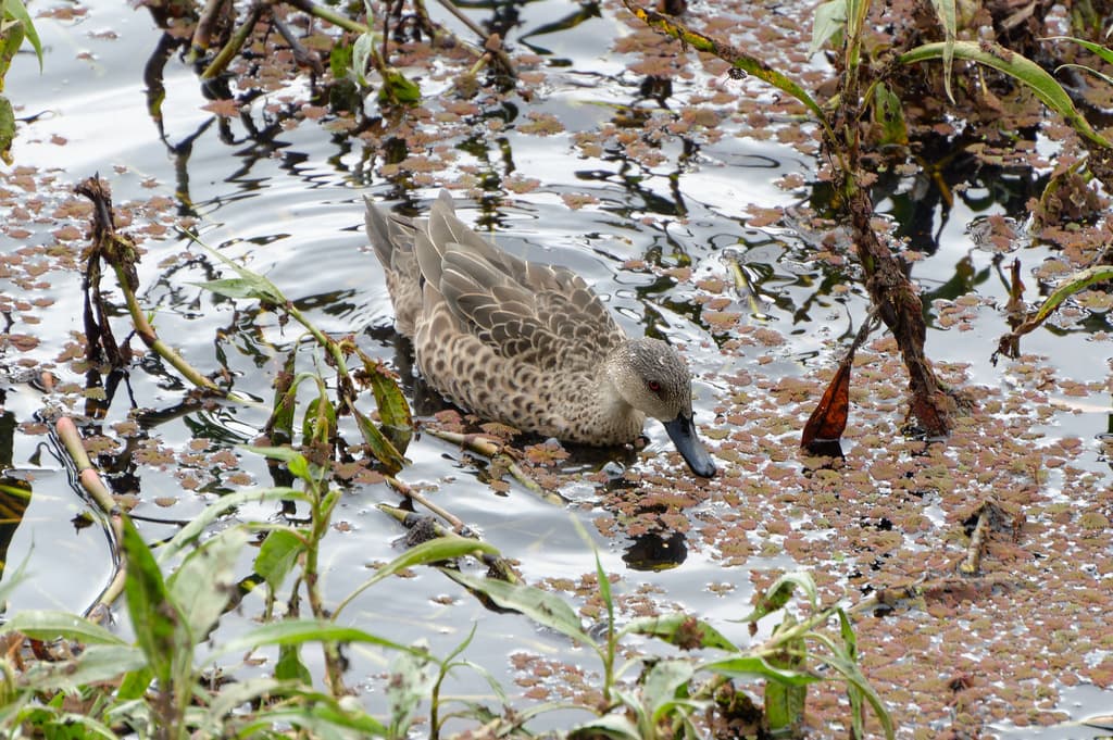 Grey Teal