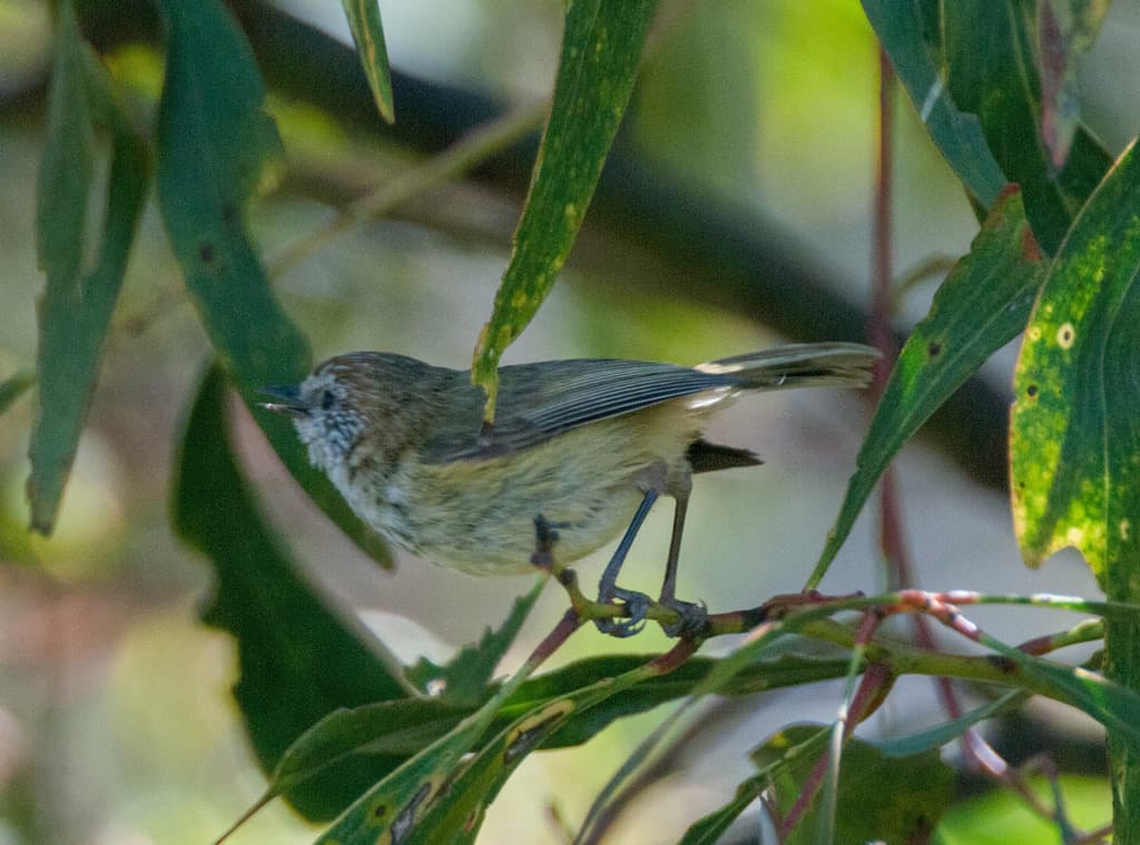 Striated Thornbill