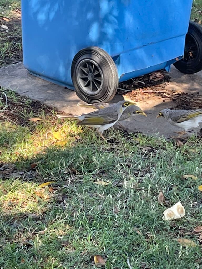 Yellow-throated Miner