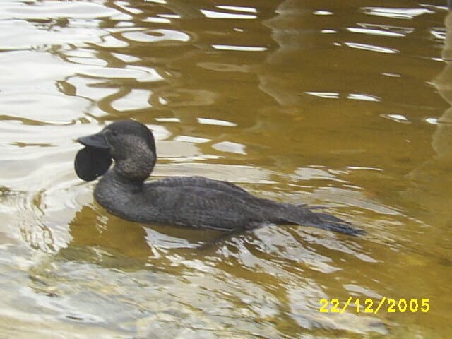 Musk Duck