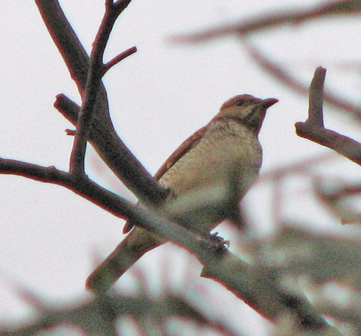 Spotted Bowerbird