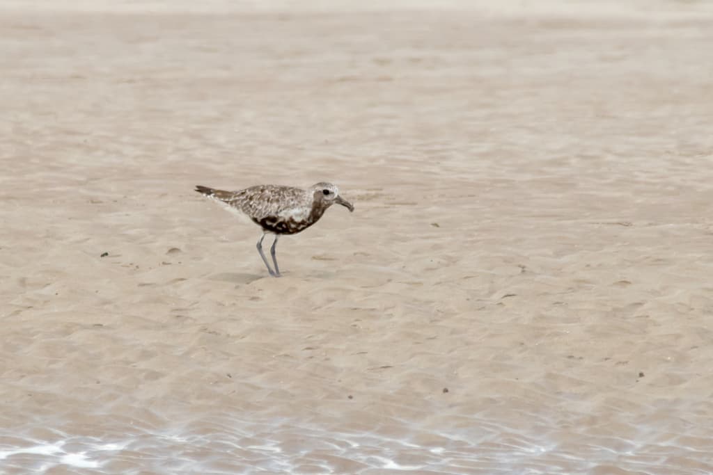Grey Plover