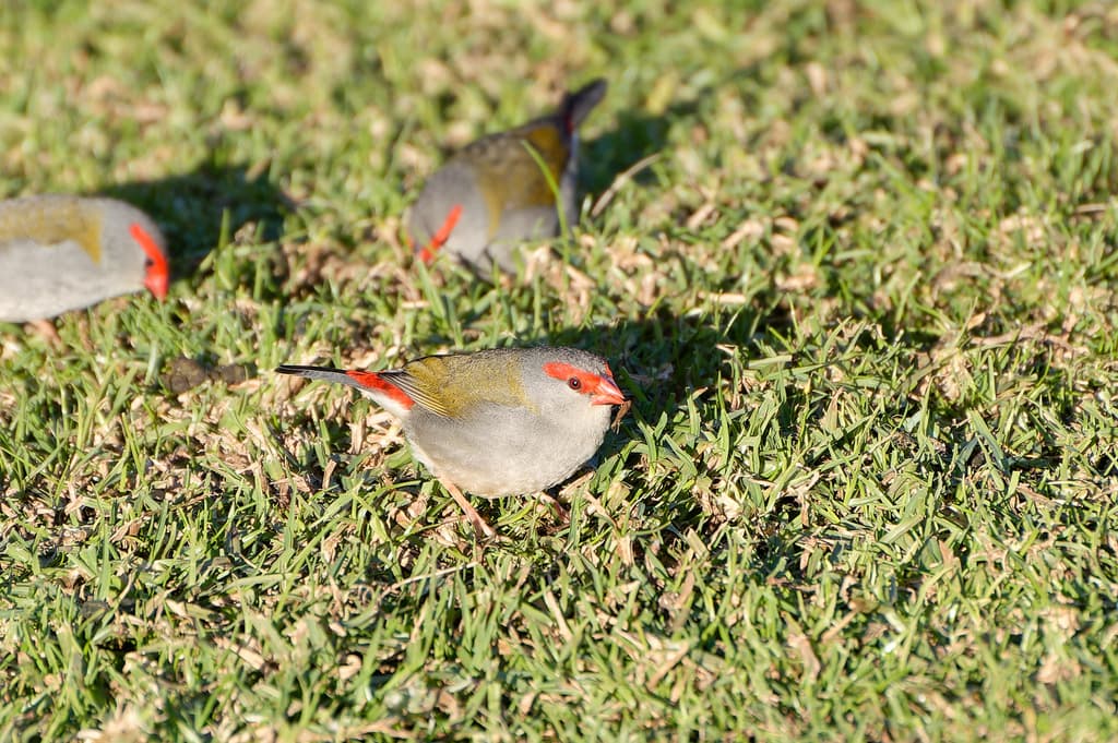 Red-browed Finch